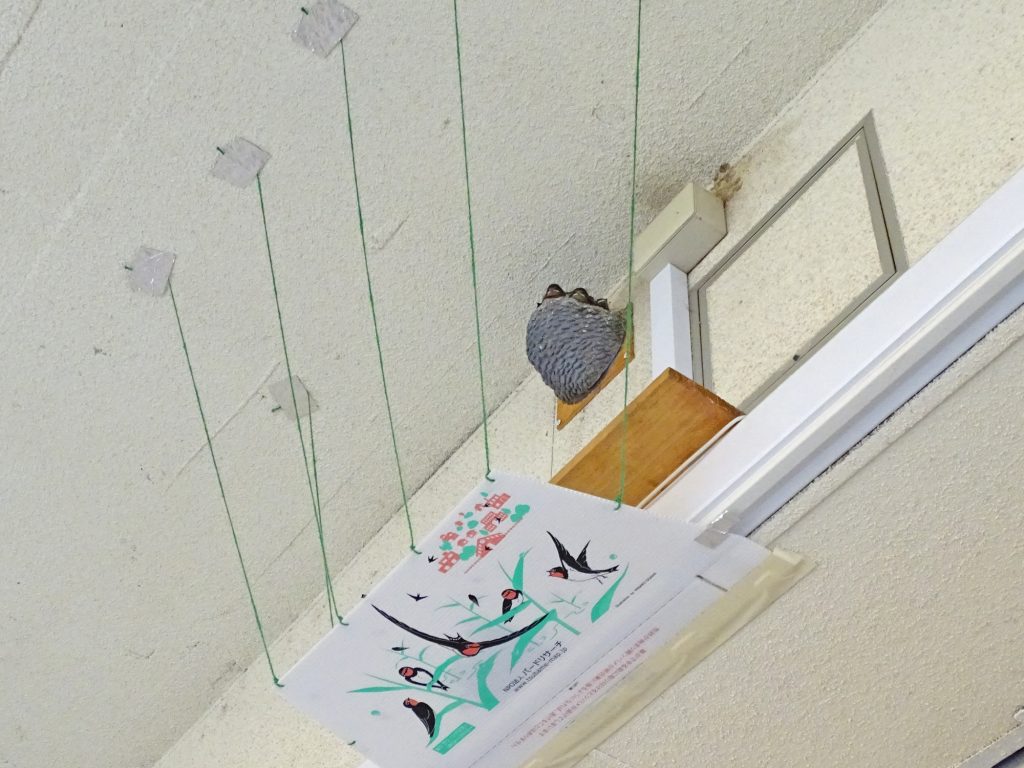 カラスを防ぐヒモ張りをしたツバメの人工巣